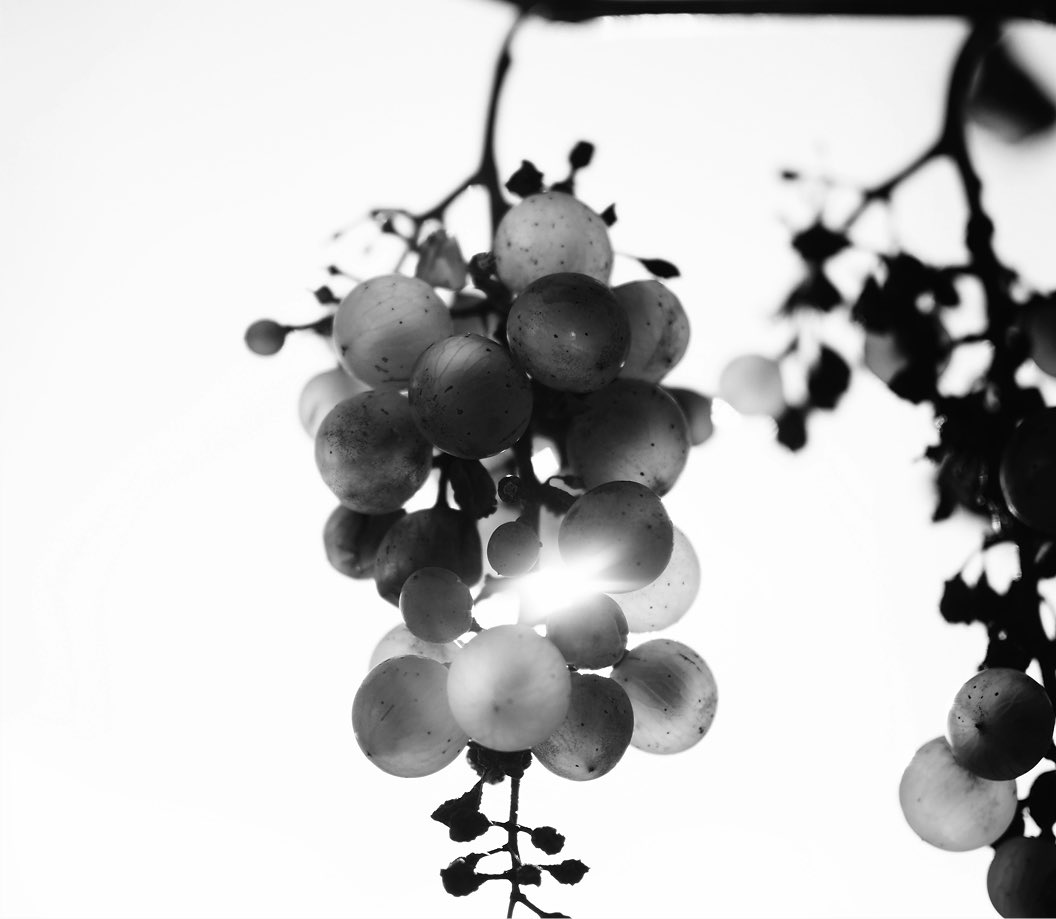 Grappolo di uva Sagrantino fotografato in bianco e nero
