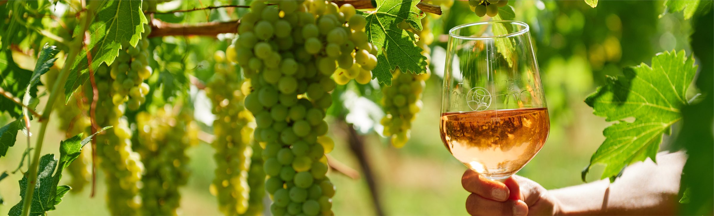 Un calice di vino davanti ai filari della vigna di Montefalco