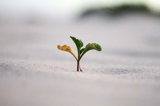 Un germoglio che spunta dalla terra